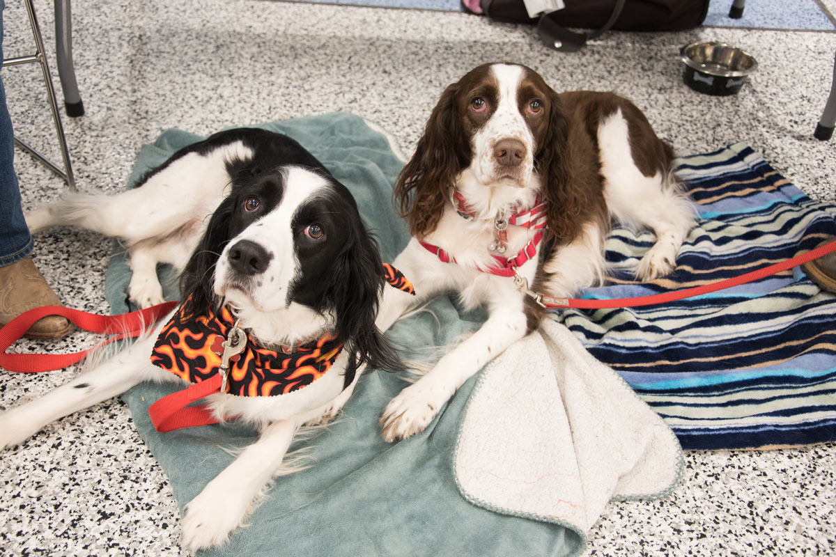 Professional Dog Grooming